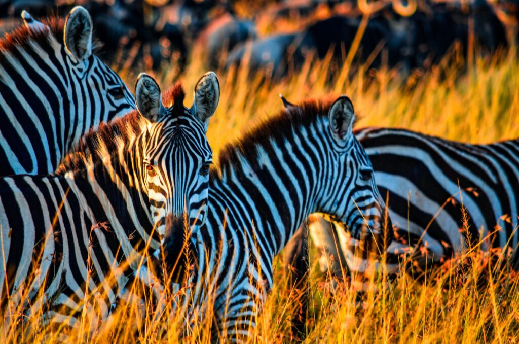 bibhash ZbJwMkhj yI unsplash