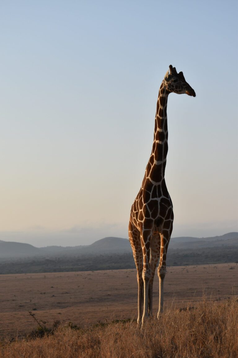 Κένυα: Spirit of Kenya