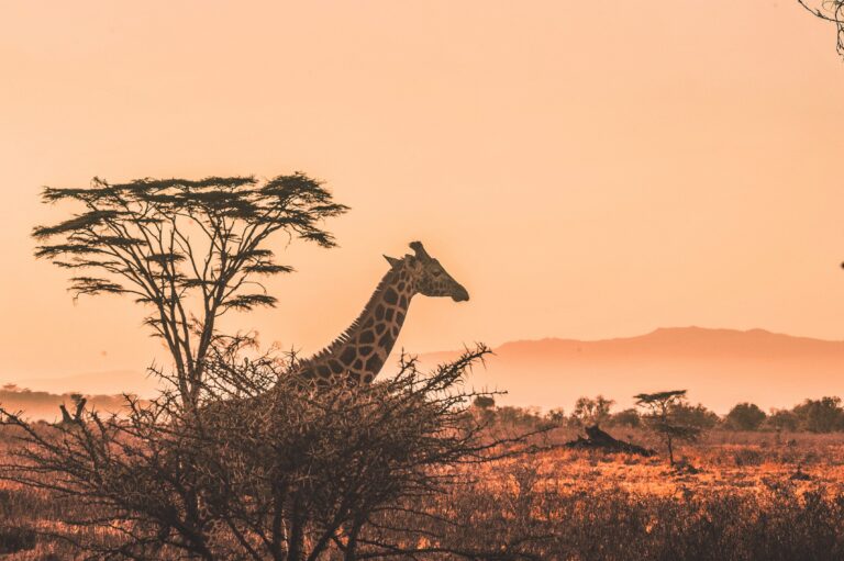 Κένυα: Amazing Kenya