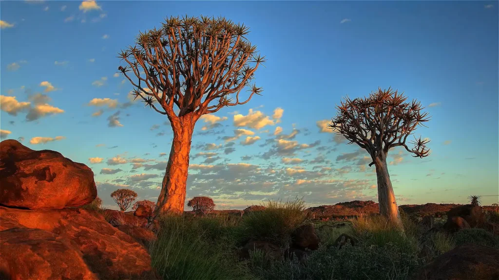 landscapes wildlife Namibia Namib desert