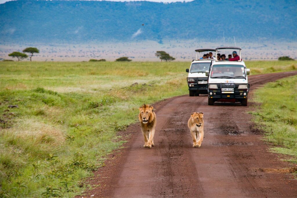Λιοντάρια σε χωματόδρομο με τζιπ σαφάρι, Μασάι Μάρα