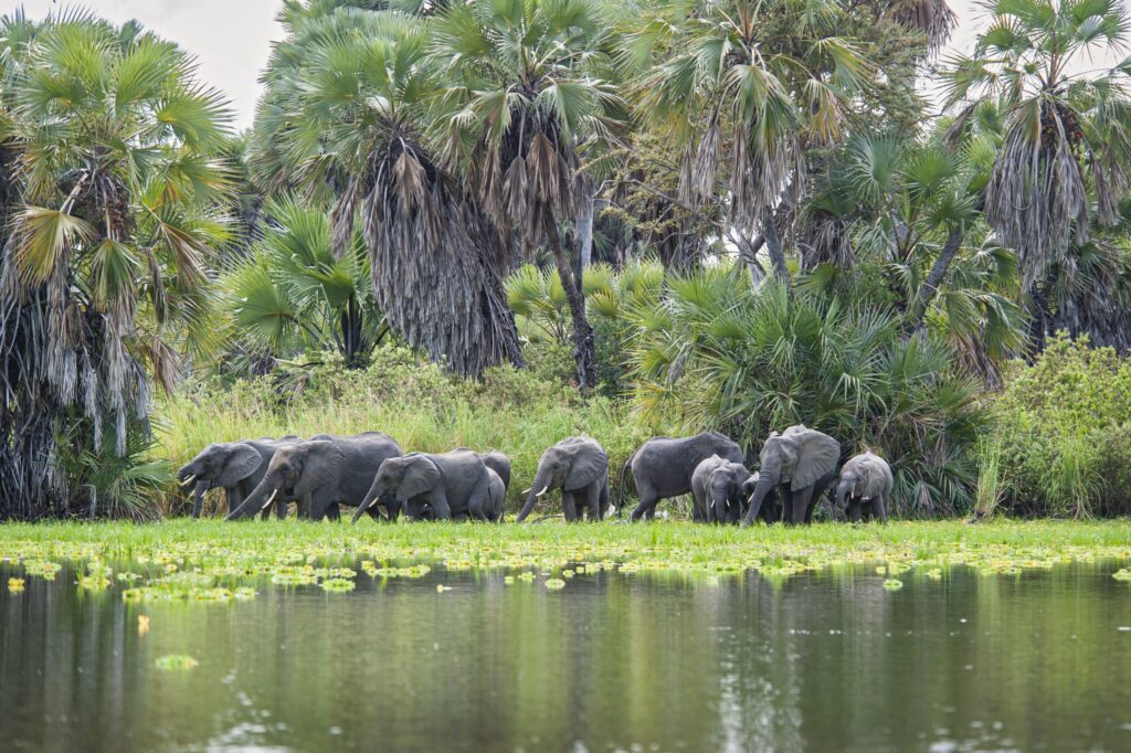 nyerere Elephants by the river in Nyerere National Park Easy Travel Tanzania scaled 1