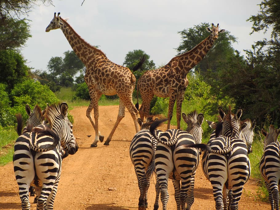 zebras tanzania mikumi national