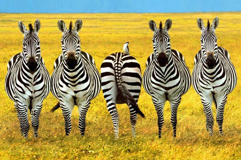 amazing kenya 1
