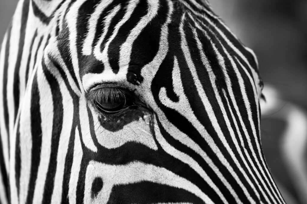 zebra crossing animals zoo stripes 39245 scaled 1