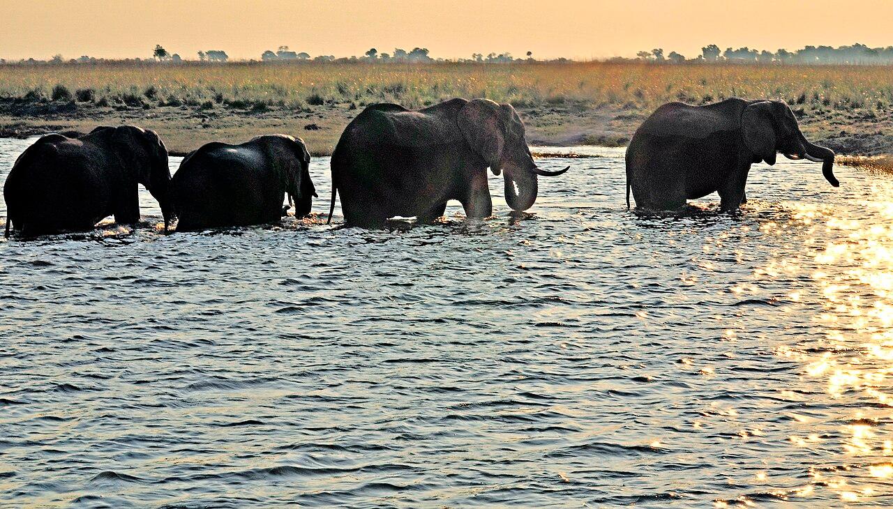 Ελέφαντες διασχίζουν τον ποταμό Chobe στη Μποτσουάνα