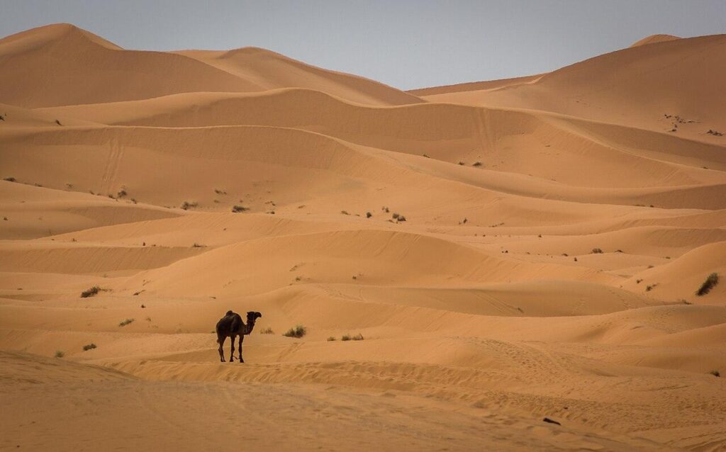 Καμήλες στους αμμόλοφους του Erg Chebbi στη Σαχάρα, Μαρόκο