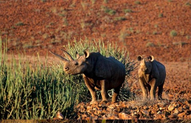 Μαύροι ρινόκεροι στο Εθνικό Πάρκο Etosha, Ναμίμπια